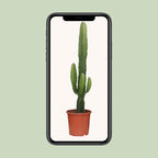 Euphorbia Acrurensis – Ø 17 cm, 50 cm hoch