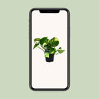 Epipremnum (scindapsus) – Ø12 cm, 25 cm hoch – aureum – Art. 12448