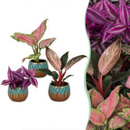 3× babyplanter Paradise Mix incl. Copper Reef – Ø6 cm, 10–15 cm høje