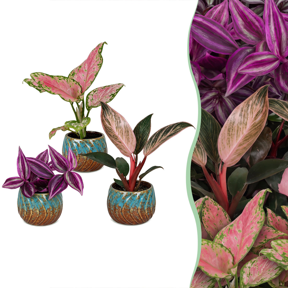 3× babyplanter Paradise Mix incl. Copper Reef – Ø6 cm, 10–15 cm høje