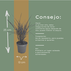Miscanthus sinensis 'Zebrinus' (miscanthus à rayures) – 6 plants, Ø12 cm