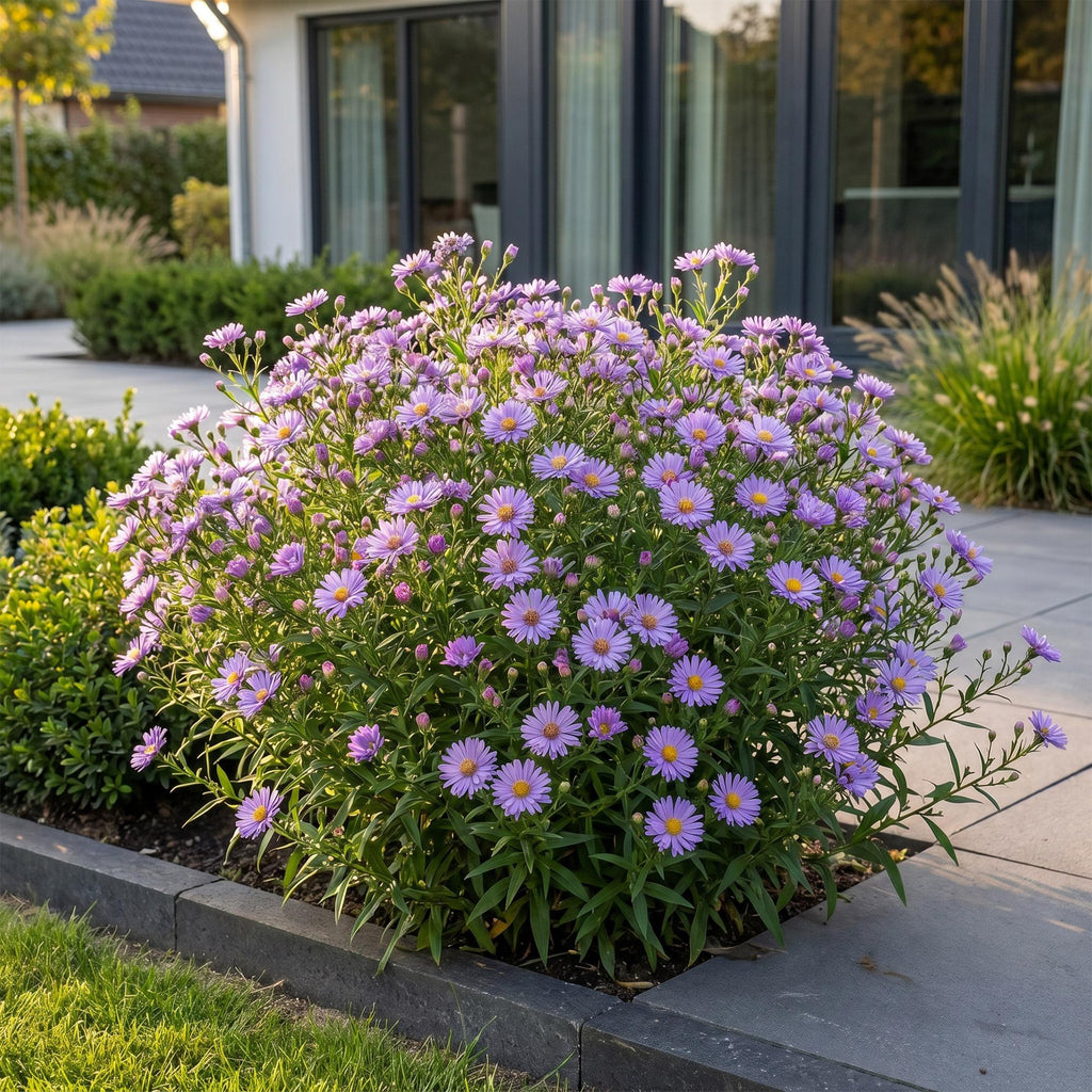 Aster 'Mittelmeer' – lila – Ø11 cm, 15–25 cm hoch