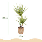 Dracaena Sunray (arbre dragonnier) avec panier – Ø17 cm, 70–75 cm de haut