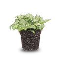 Fittonia White (Mosaic Plant) – Ø8 cm