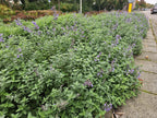 Nepeta ‘Walker’s Low’ (catmint) – 12 plants, Ø9 cm, 10–25 cm high