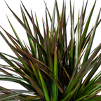 Dracaena marginata Magenta (Drachenbaum) – Ø 24 cm, 130–150 cm hoch