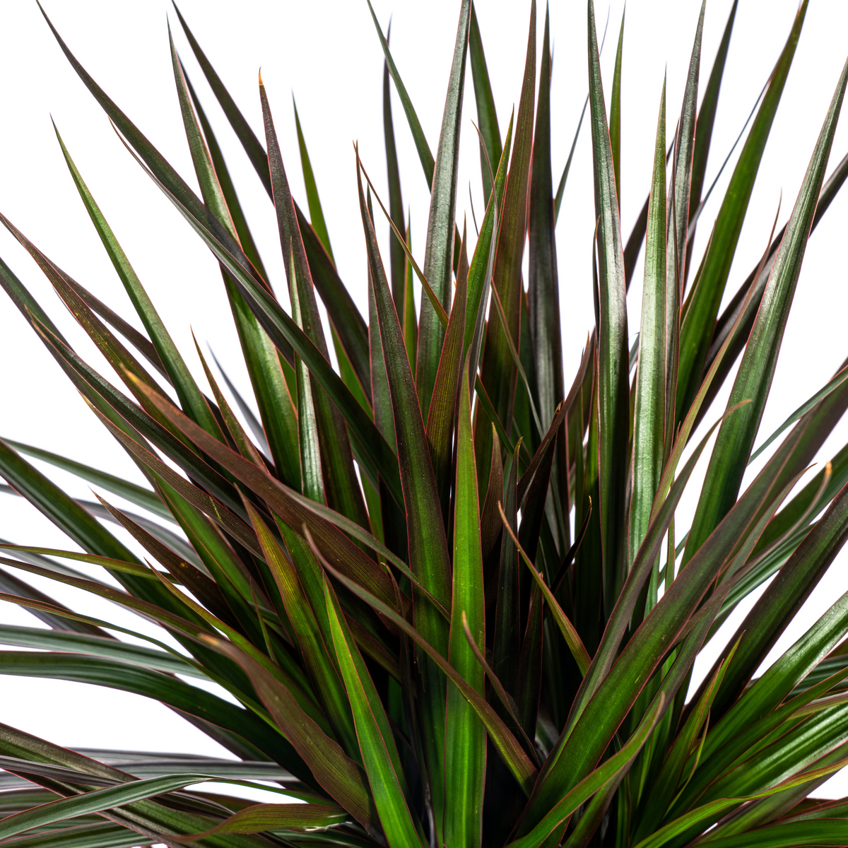 Dracaena marginata Magenta (drakenboom) – Ø24 cm, 130–150 cm hoog