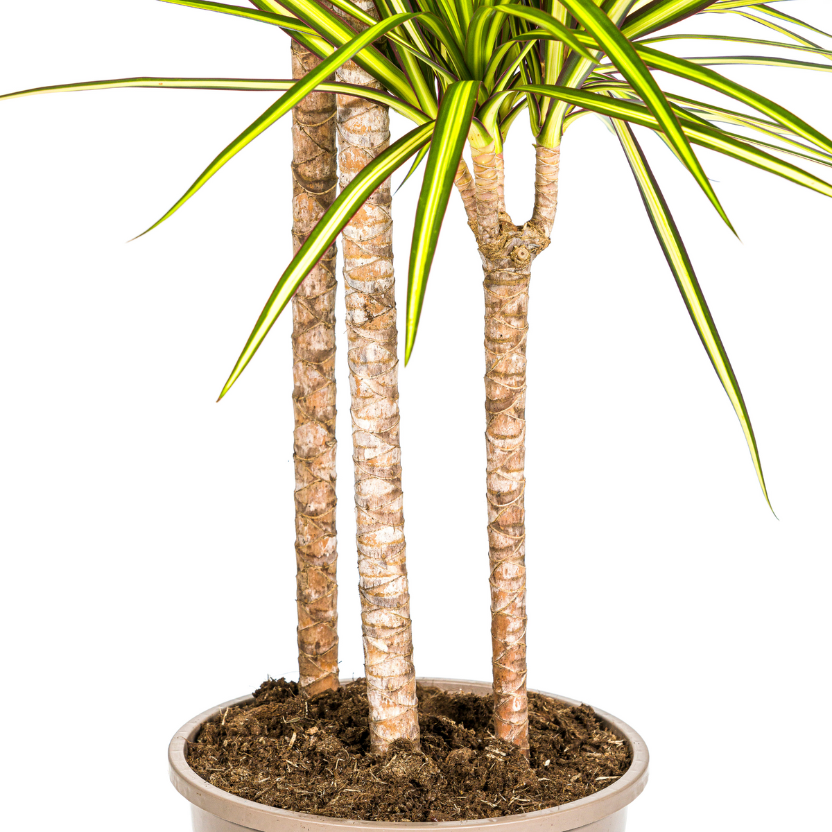 Dracaena marginata Sunray (drakenboom) met mand – Ø24 cm, 130–150 cm hoog