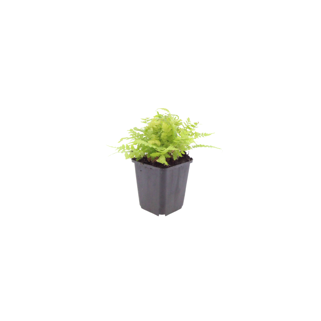 Dryopteris filix-mas (Wurmfarn) – 12 Pflanzen, Ø9 cm, 10–25 cm hoch – Bild 2