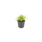 Dryopteris filix-mas (Wurmfarn) – 12 Pflanzen, Ø9 cm, 10–25 cm hoch