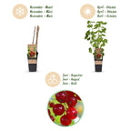 Ribes rubrum 'Jonkheer Van Tets' (bessenplant) – 2 planten, Ø15 cm, 50 cm hoog