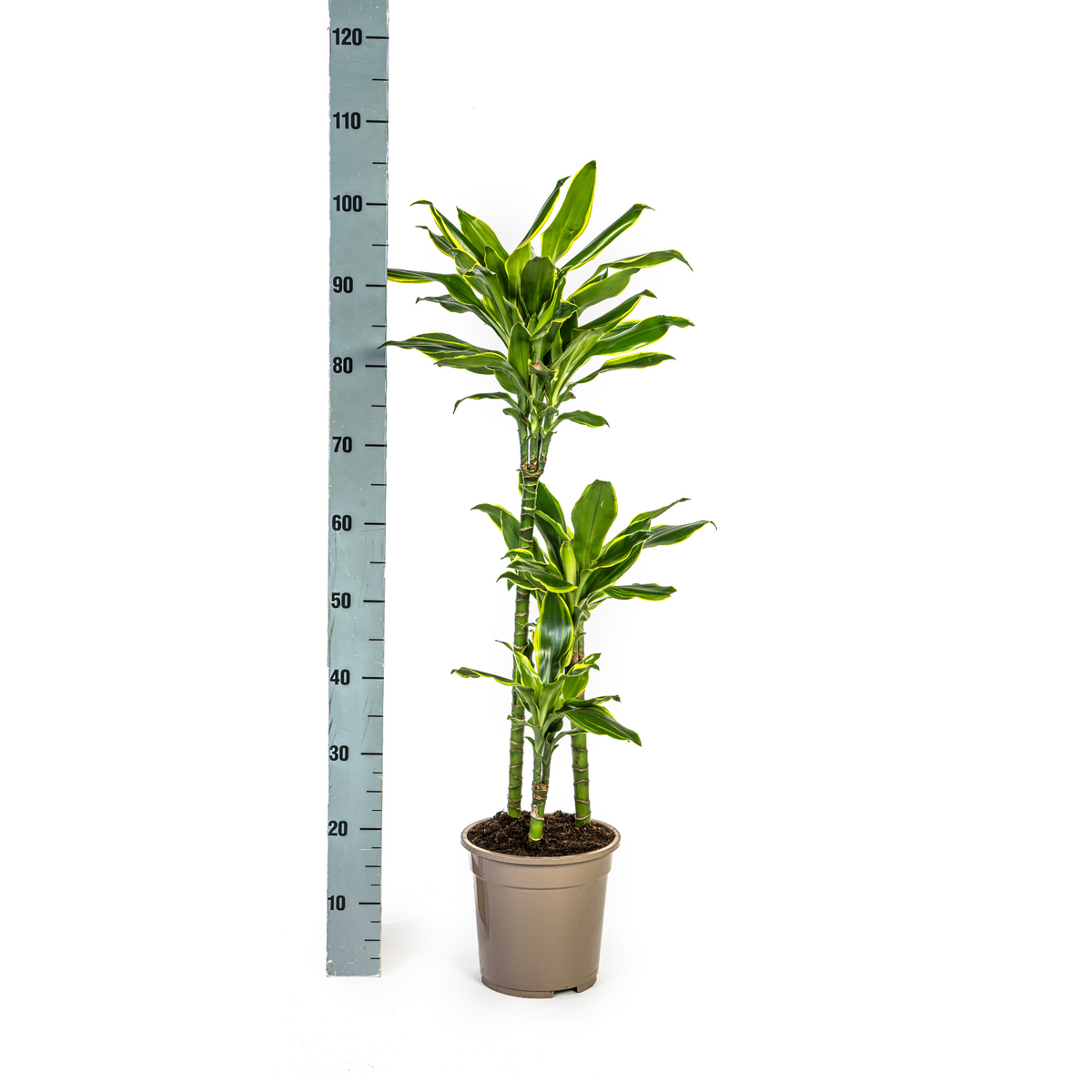 Dracaena fragrans Golden Coast (Drachenbaum) – Ø 21 cm, 90–110 cm hoch