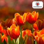 Tulp 'Dafeng' – 20 bloembollen (bolmaat 11/12)