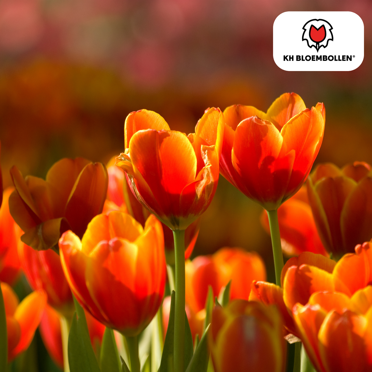 Tulp 'Dafeng' – 20 bloembollen (bolmaat 11/12)