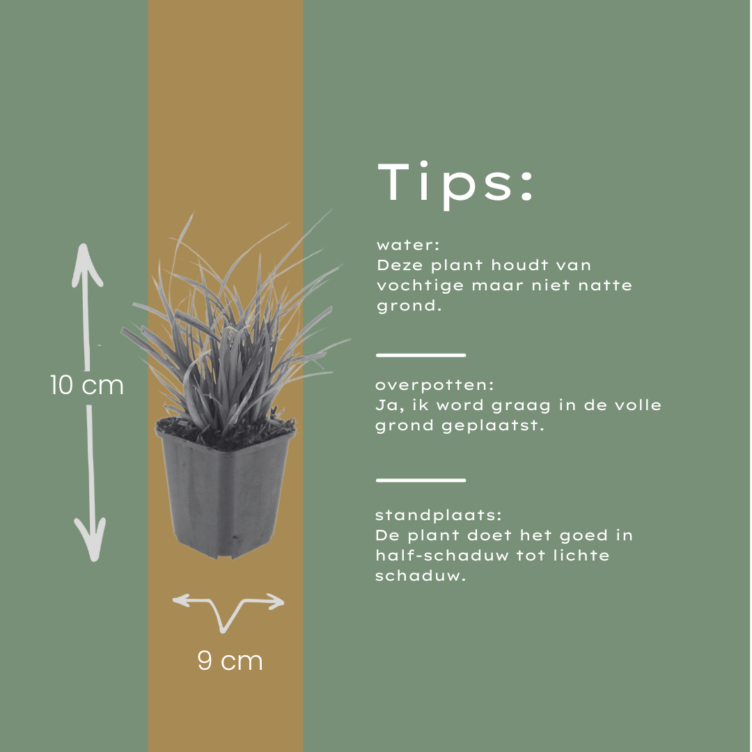 Carex morrowii (laîche) – 12 plantes, Ø9 cm, 10–25 cm de haut – photo 7