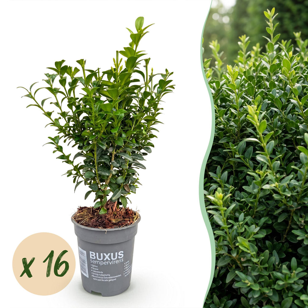 Buxus sempervirens (palmboompje) – 16 planten, Ø9 cm, 20–25 cm hoog