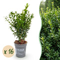 Buxus sempervirens (palmboompje) – 16 planten, Ø9 cm, 20–25 cm hoog