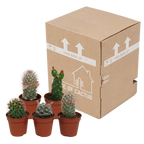 5× Cactus mix (Cactaceae) sans pot décoratif – Ø6 cm, 13 cm de haut