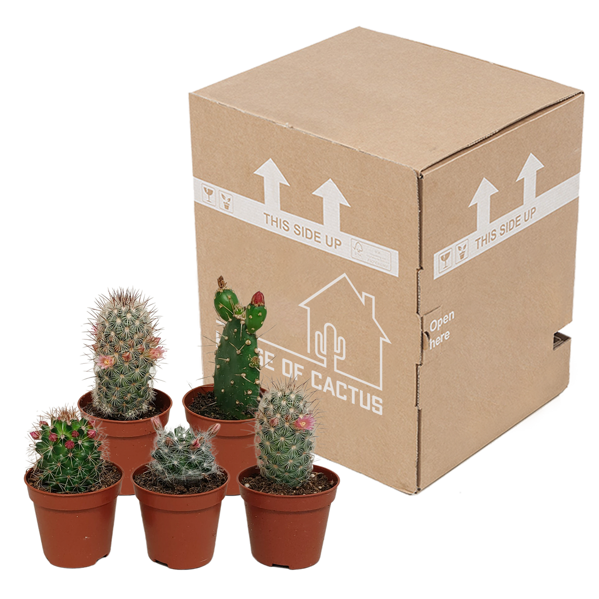 5× Cactus mix (Cactaceae) sans pot décoratif – Ø6 cm, 13 cm de haut – photo 3