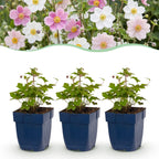 Anemone 'Tricolour' (Herbstanemone) – dunkelrosa-weiß – 24 Pflanzen, Ø 11 cm, 15–25 cm hoch