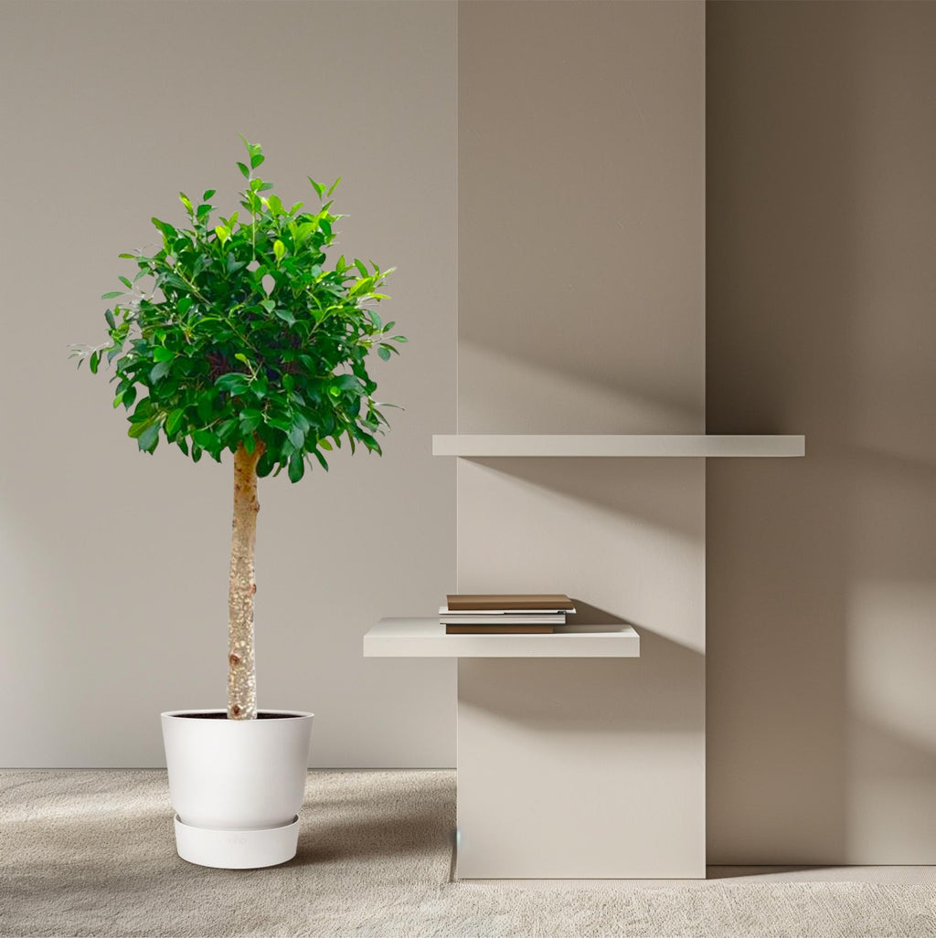 Ficus Nitida sur tige – Ø30 cm, 130 cm de haut