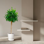 Ficus Nitida sur tige – Ø30 cm, 130 cm de haut