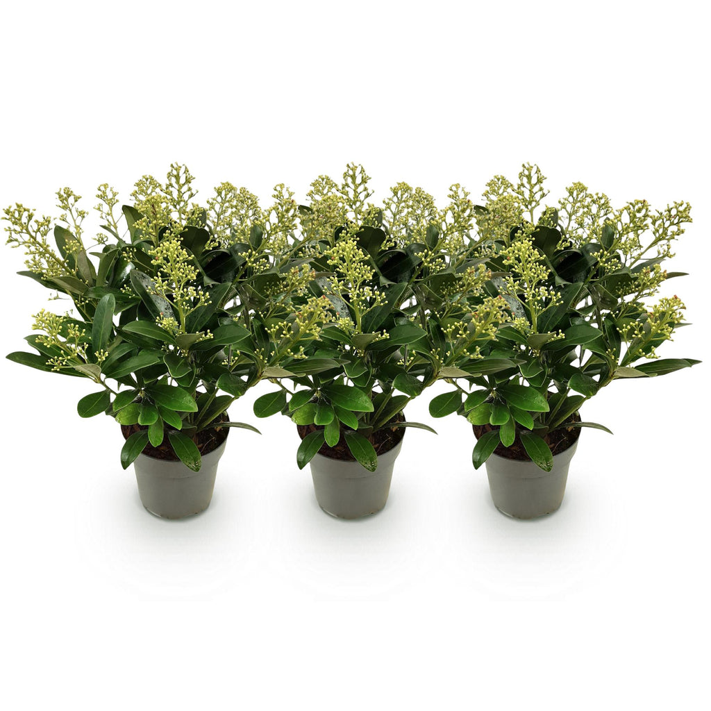 Skimmia japonica 'Finchy' – weiß – 3 Pflanzen, Ø15 cm, 30 cm hoch – Bild 2