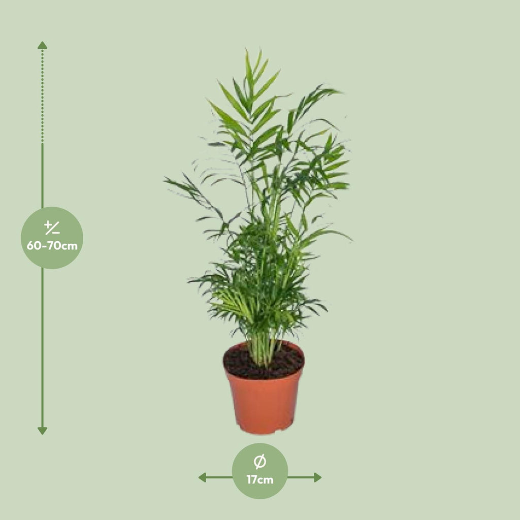 Chamaedorea elegans (bergpalm) – Ø17 cm, 55 cm hoog – art. 2838