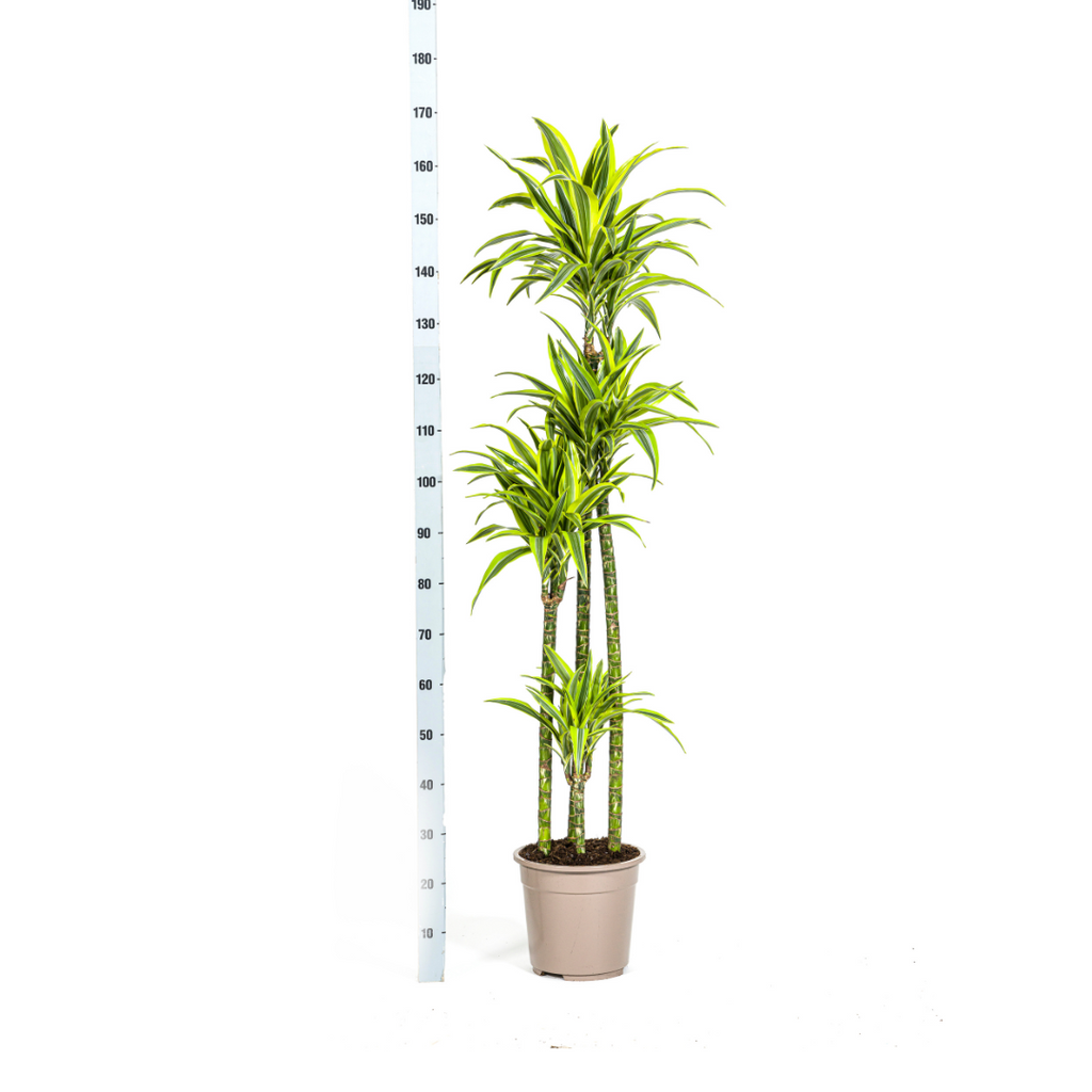 Dracaena Deremensis Lemon Lime (drakenboom) – Ø27 cm, 170–190 cm hoog
