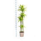 Dracaena Deremensis Lemon Lime (drakenboom) – Ø27 cm, 170–190 cm hoog