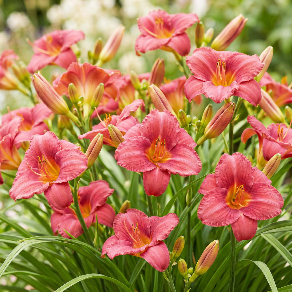Hemerocallis 'Summer Wine' (hémérocalis) – violet – 24 plants, Ø11 cm, 15–25 cm de haut – photo 5