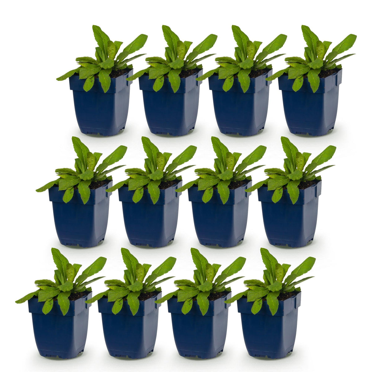Knautia macedonica (beemdkroon) – donkerrood – 12 planten, Ø11 cm, 15–25 cm hoog