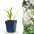 Agapanthus africanus 'Albus' (Afrikanische Lilie) – weiß – Ø11 cm, 15–25 cm hoch
