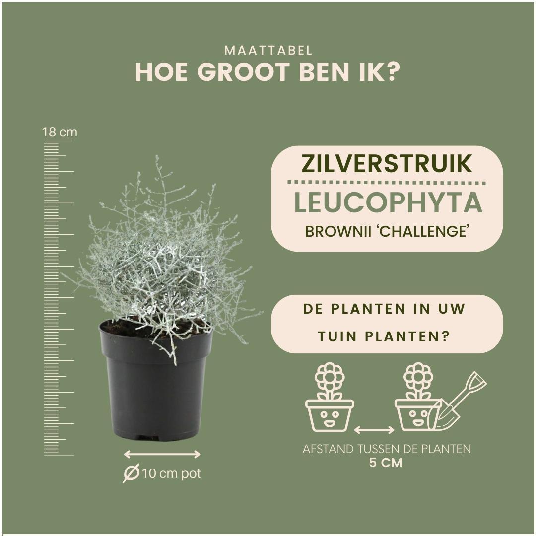 Calocephalus' (zilverstruikje) – 6 planten, 15 cm hoog – bild 4