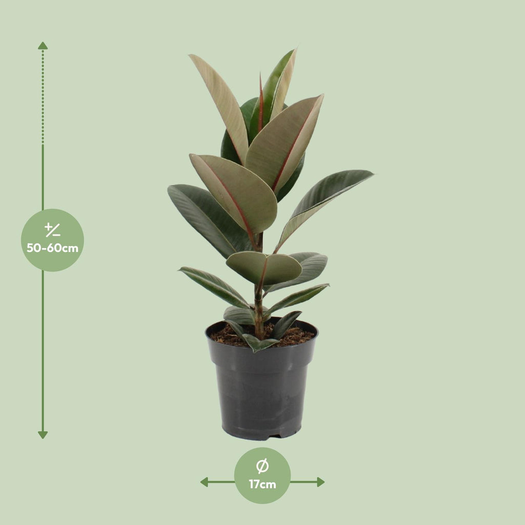 Ficus elastica Robusta (gummitræ) – Ø17 cm, 55 cm høj