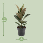 Ficus elastica Robusta (gummitræ) – Ø17 cm, 55 cm høj