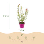 Salix 'Flamingo' (wilg) – Ø17 cm, 40–50 cm hoog