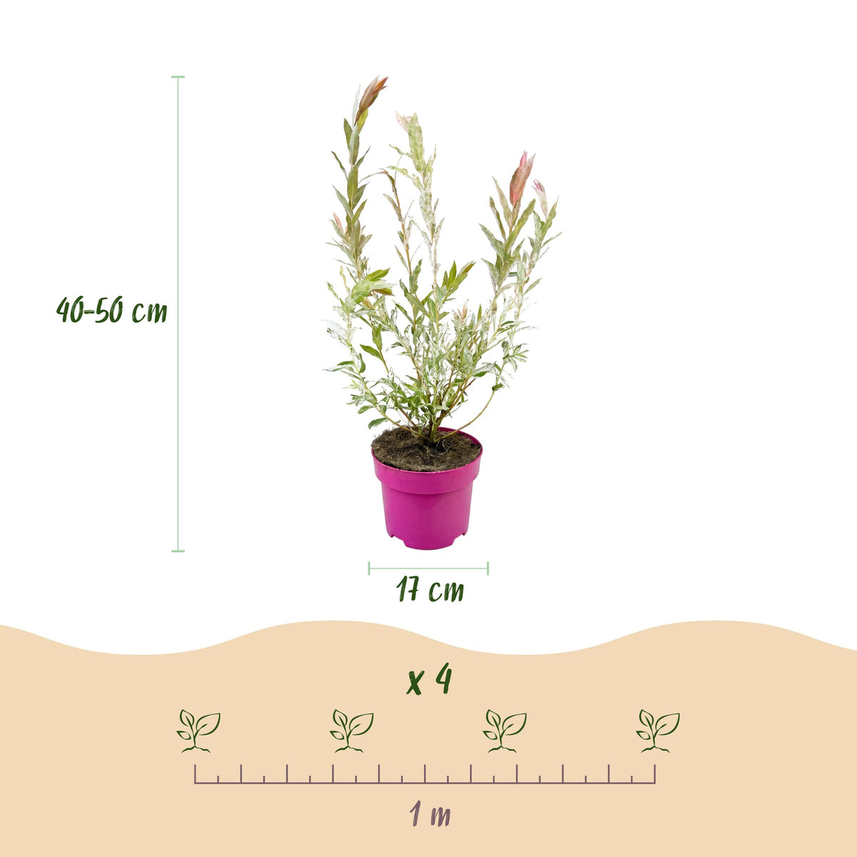 Salix 'Flamingo' (wilg) – Ø17 cm, 40–50 cm hoog