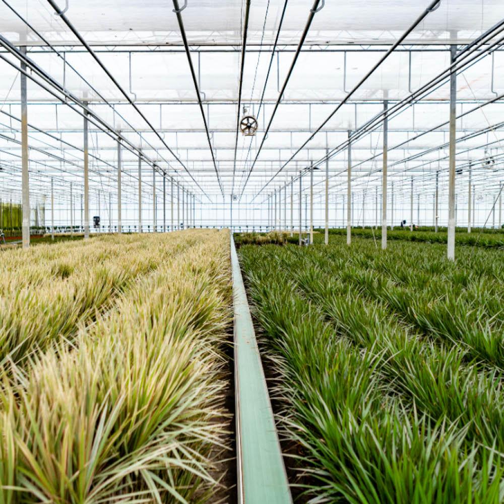 Dracaena (drakträd) – Ø21 cm, 70 cm hög