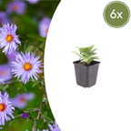 Aster frikartii 'Monch' – 6 plants, Ø9 cm, 10–25 cm de haut