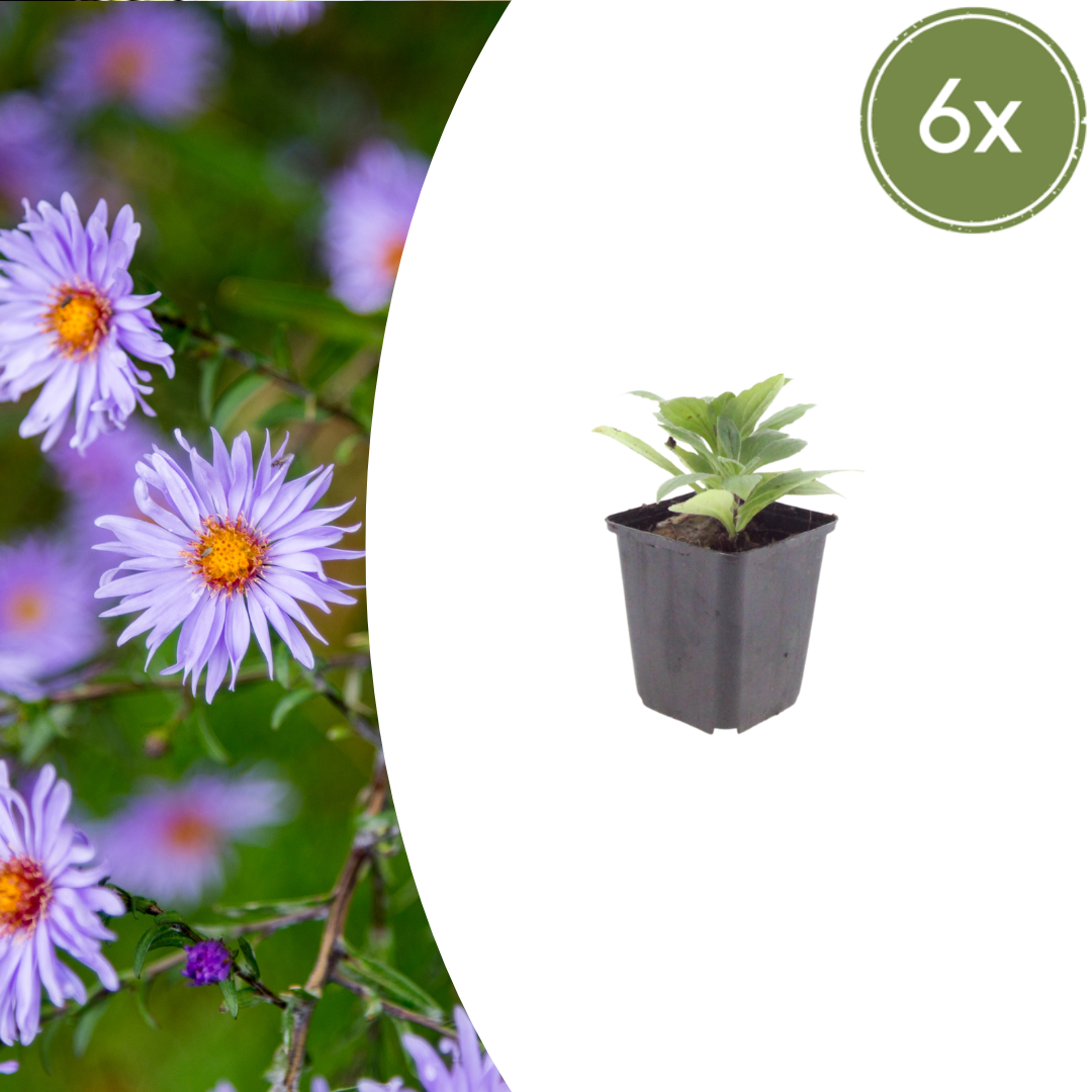 Aster frikartii 'Monch' – 6 Pflanzen, Ø9 cm, 10–25 cm hoch