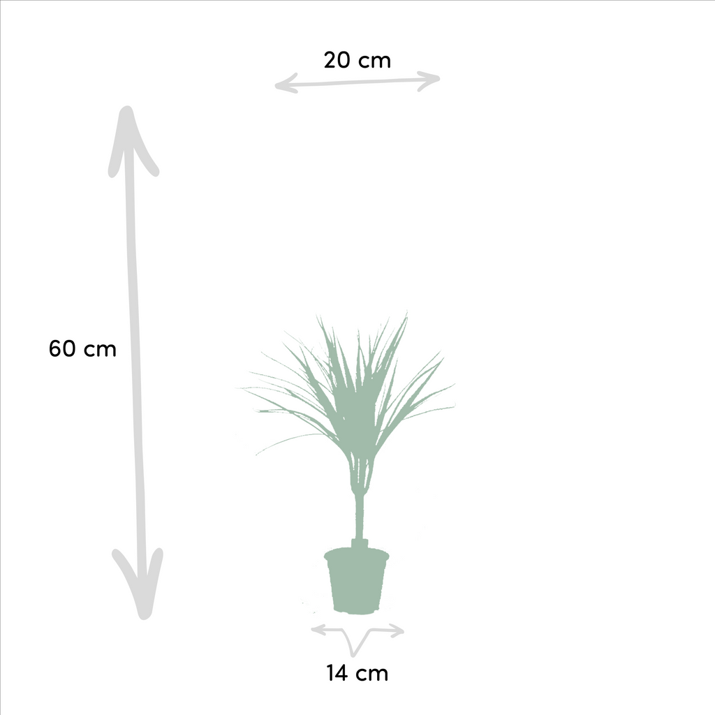 2× Dracaena (Drachenbaum) – Ø14 cm