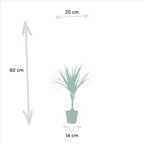 2× Dracaena (Drachenbaum) – Ø14 cm