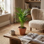 Areca Dypsis Lutescens (goudpalm) – Ø12 cm, 40 cm hoog