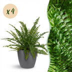 4× Nephrolepis exaltata Green Lady (fougère épée) en pot décoratif Potter gris – Ø12 cm, 25 cm de haut