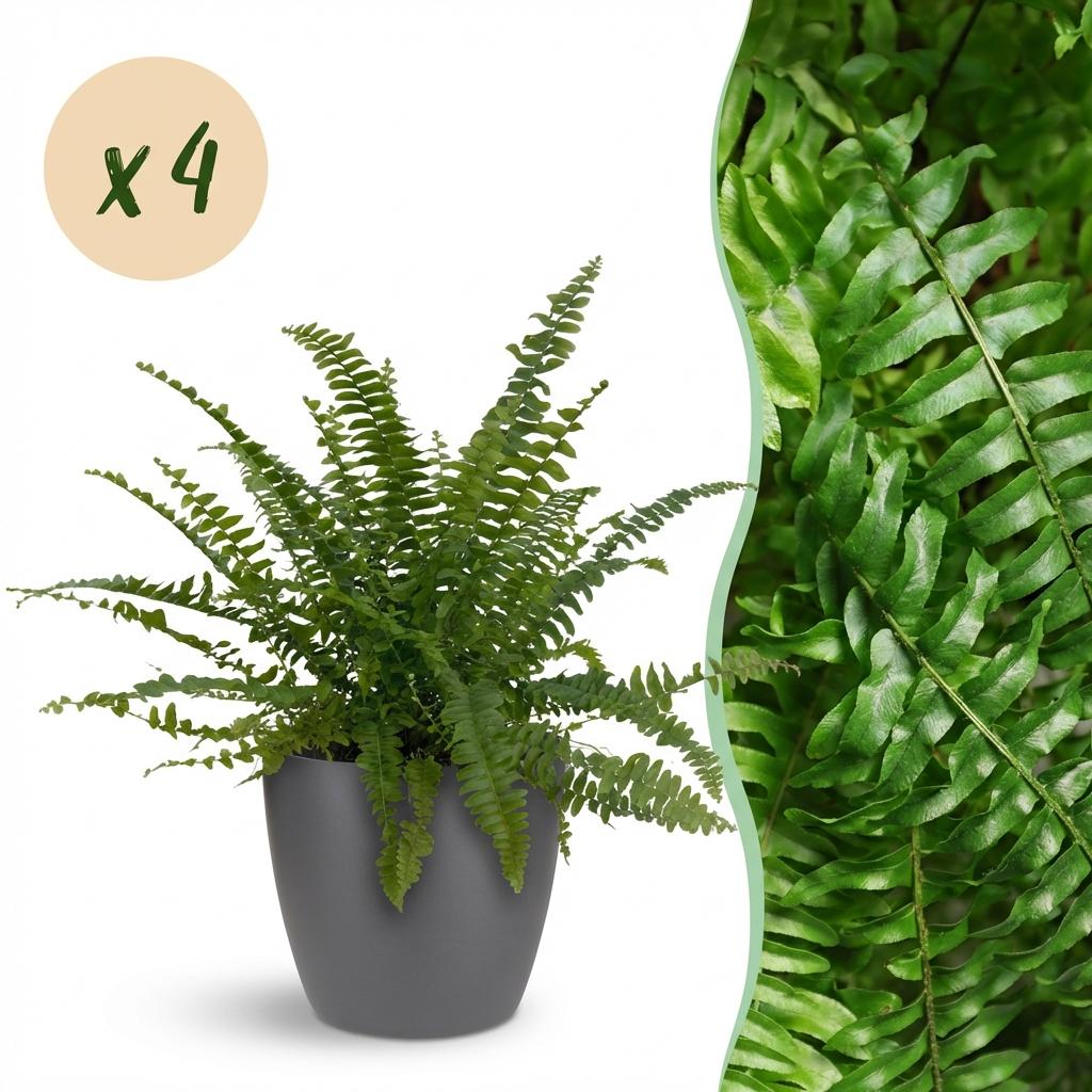 4× Nephrolepis exaltata Green Lady (fougère épée) en pot décoratif Potter gris – Ø12 cm, 25 cm de haut