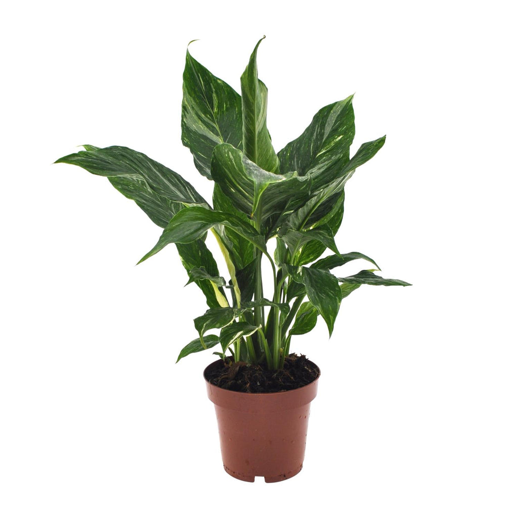 Spathiphyllum Diamond (lepelplant) – Ø12 cm, 40 cm hoog