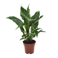 Spathiphyllum Diamond (lepelplant) – Ø12 cm, 40 cm hoog