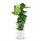 Monstera deliciosa (Fensterblatt) im weißen Übertopf – Ø 19 cm, 90 cm hoch