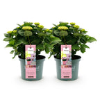 Hydrangea 'Magical Revolution Pink' – 2 plants, Ø23 cm, 55 cm high
